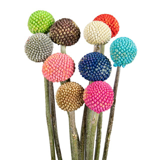 Rainbow Craspedia Green flowers - fresh-cut flowers by Bloomingmore - ideal for weddings and floral events