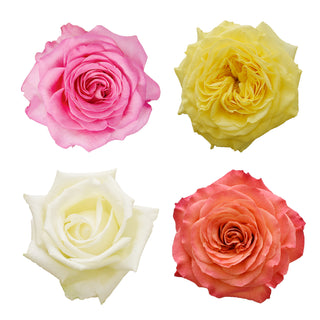 Rainbow Garden Rose Rainbow roses - fresh-cut roses by Bloomingmore - ideal for weddings and floral events