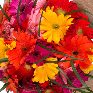 Rainbow Gerbera Bouquet with Burlap Rainbow flowers - fresh-cut flowers by Bloomingmore - perfect for gifting or decoration