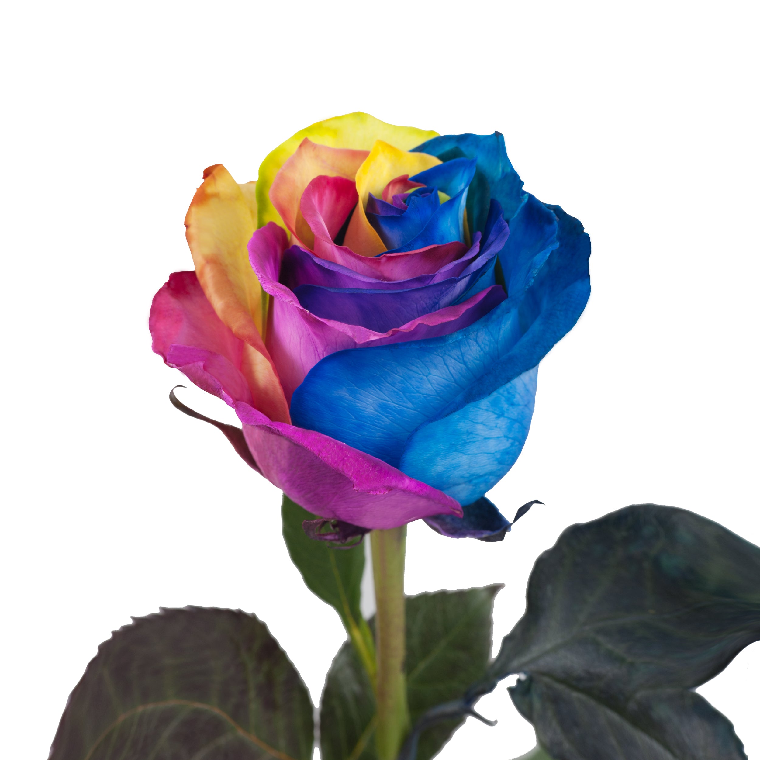 Rainbow Tinted Roses Rainbow / 50 cm / 20
