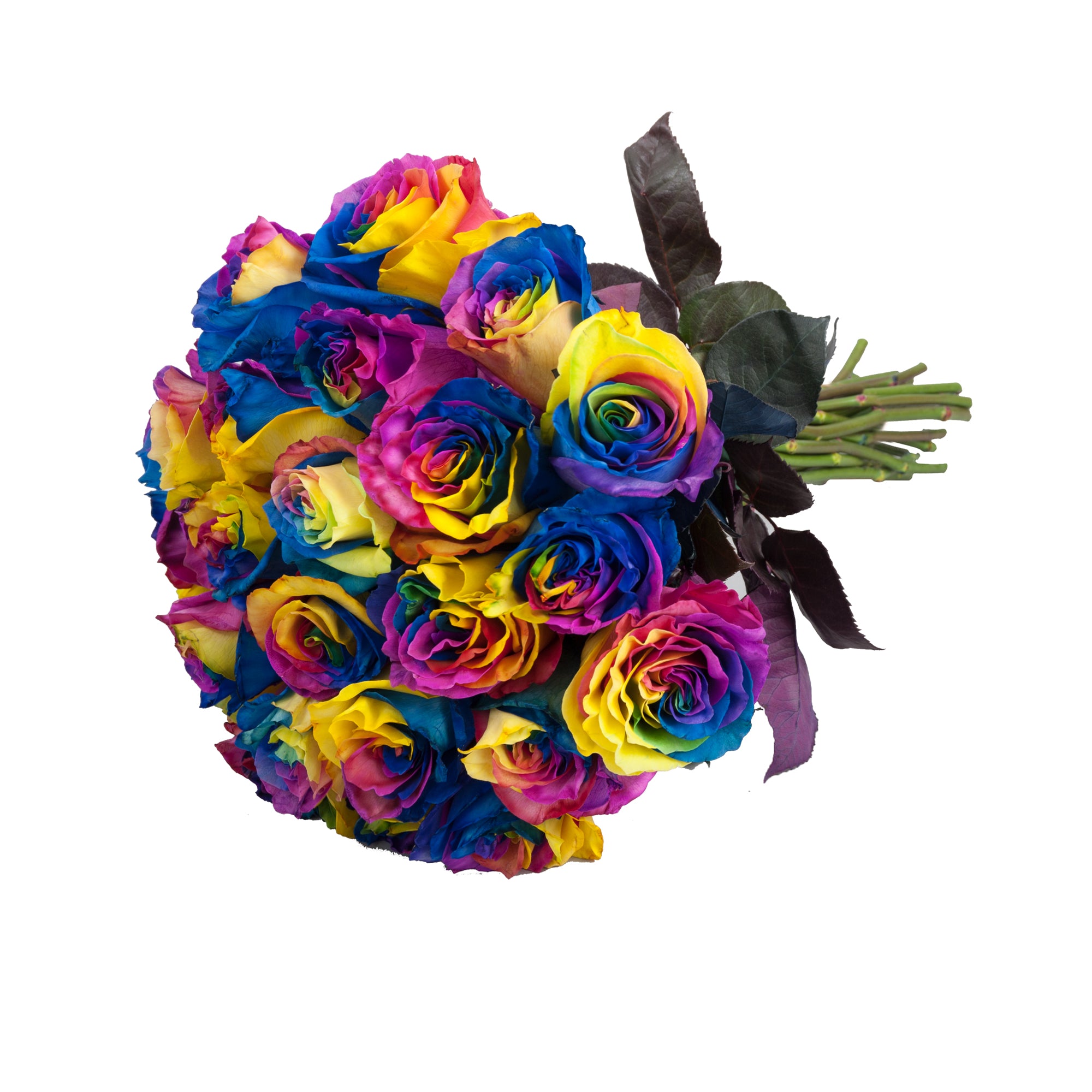 Rainbow Rose