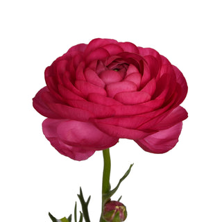 Ranunculus Hot Pink Pink flowers - fresh-cut flowers by Bloomingmore - ideal for weddings and floral events