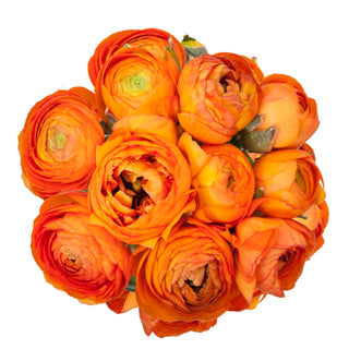 Ranunculus Orange Orange flowers - fresh-cut flowers by Bloomingmore - ideal for weddings and floral events