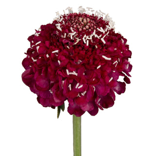 Raspberry Scabiosa Pink flowers - fresh-cut flowers by Bloomingmore - ideal for weddings and floral events