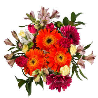 Razzle Dazzle Razzle flowers - fresh-cut flowers by Bloomingmore - ideal for weddings and floral events