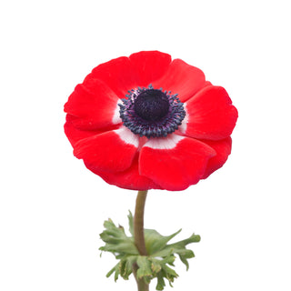 Red Anemones Red flowers - fresh-cut flowers by Bloomingmore - ideal for weddings and floral events