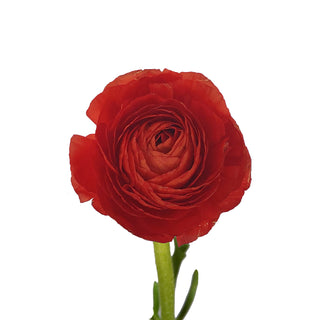 Red & Coral Ranunculus Red flowers - fresh-cut flowers by Bloomingmore - ideal for weddings and floral events
