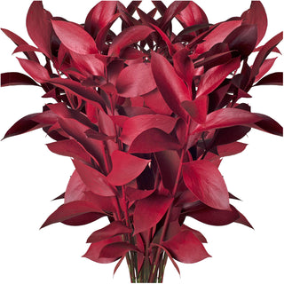 Red Painted Ruscus Red flowers - fresh-cut flowers by Bloomingmore - ideal for weddings and floral events