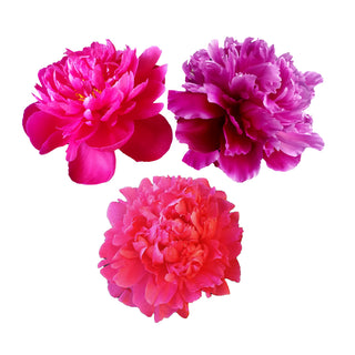 Red Peonies Red flowers - fresh-cut flowers by Bloomingmore - ideal for weddings and floral events