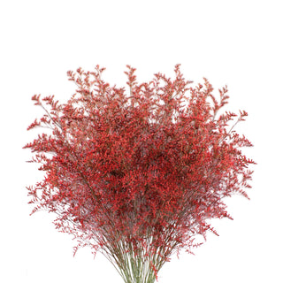 Red Tinted Limonium Red flowers - fresh-cut flowers by Bloomingmore - ideal for weddings and floral events