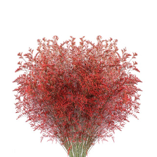 Red Tinted with Glitter Limonium Red flowers - fresh-cut flowers by Bloomingmore - ideal for weddings and floral events