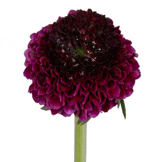 Red Velvet Scabiosa Red flowers - fresh-cut flowers by Bloomingmore - ideal for weddings and floral events