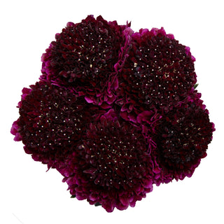 Red Velvet Scabiosa Red flowers - fresh-cut flowers by Bloomingmore - ideal for weddings and floral events