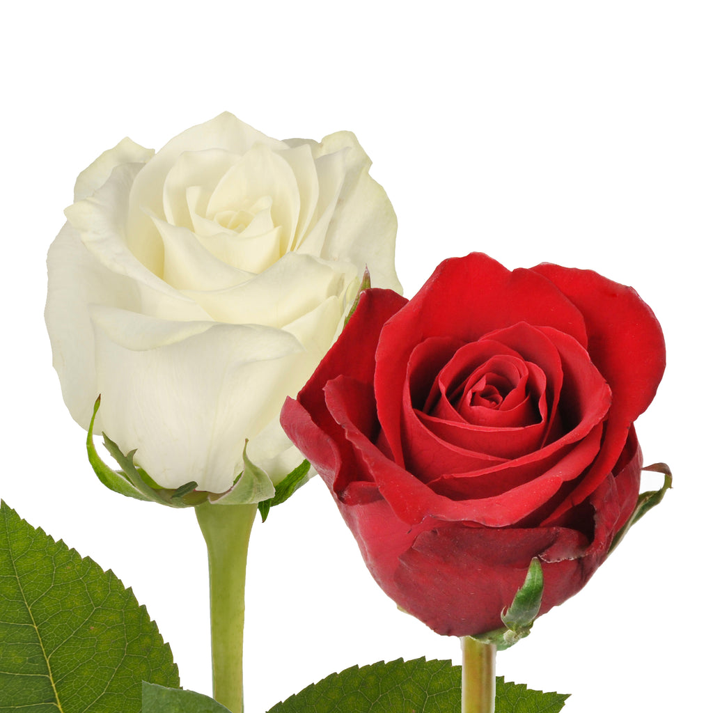 Red & White Roses – Bloomingmore