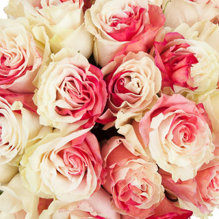 Red & White Tinted Roses Red roses - fresh-cut roses by Bloomingmore - ideal for weddings and floral events