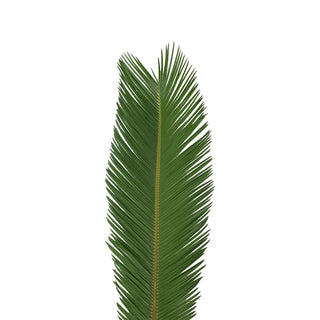 Reg. Sago Palm 36 in. - 150 Stems Green flowers - fresh-cut flowers by Bloomingmore - ideal for weddings and floral events