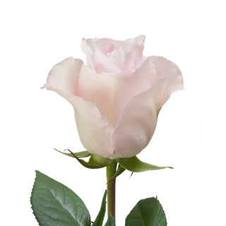 Remembrance Roses Lavender roses - fresh-cut roses by Bloomingmore - ideal for weddings and floral events