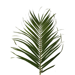 Robellini Palm - 160 Stems Green flowers - fresh-cut flowers by Bloomingmore - ideal for weddings and floral events