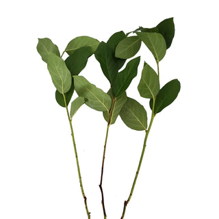 Salal - 160 Stems Green flowers - fresh-cut flowers by Bloomingmore - ideal for weddings and floral events