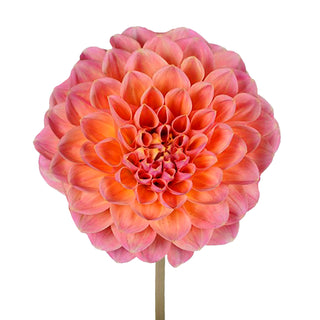 Salmon Dahlias Salmon flowers - fresh-cut flowers by Bloomingmore - ideal for weddings and floral events