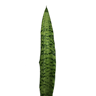 Sanseveria, Silver Cobra Green flowers - fresh-cut flowers by Bloomingmore - ideal for weddings and floral events