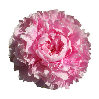 Sarah Bernhardt Peonies Pink flowers - fresh-cut flowers by Bloomingmore - ideal for weddings and floral events