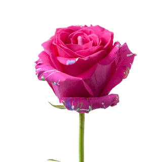 Sarah Confetti Painted Roses Pink roses - fresh-cut roses by Bloomingmore - ideal for weddings and floral events