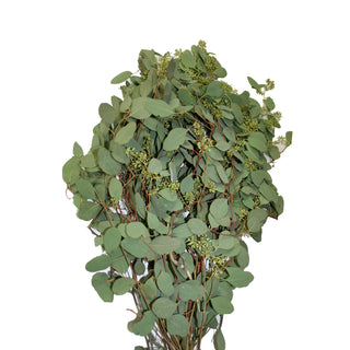 Seeded Eucalyptus Green flowers - fresh-cut flowers by Bloomingmore - ideal for weddings and floral events