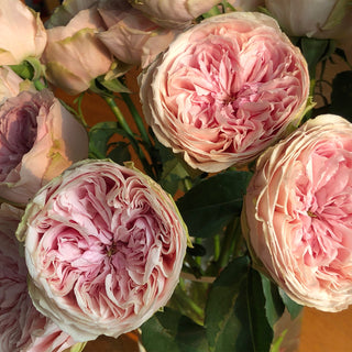 Senlitsu Garden Rose - 36 stems Pink roses - fresh-cut roses by Bloomingmore - ideal for weddings and floral events