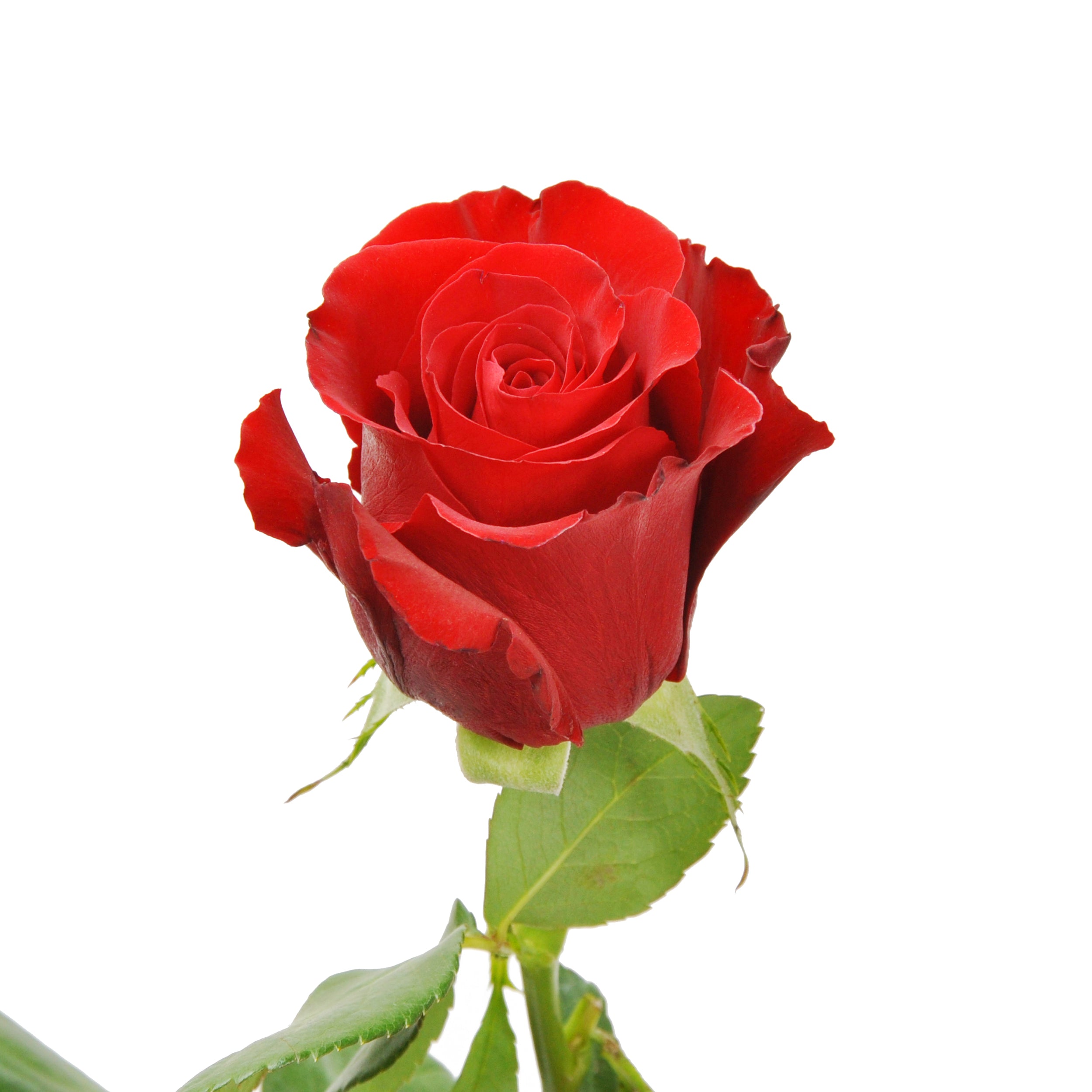 Freedom Roses, Freedom Red Roses, Red Rose Freedom / 50 cm / 20\, image size:2500x2500