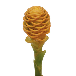 Shampoo Ginger Yellow flowers - fresh-cut flowers by Bloomingmore - ideal for weddings and floral events