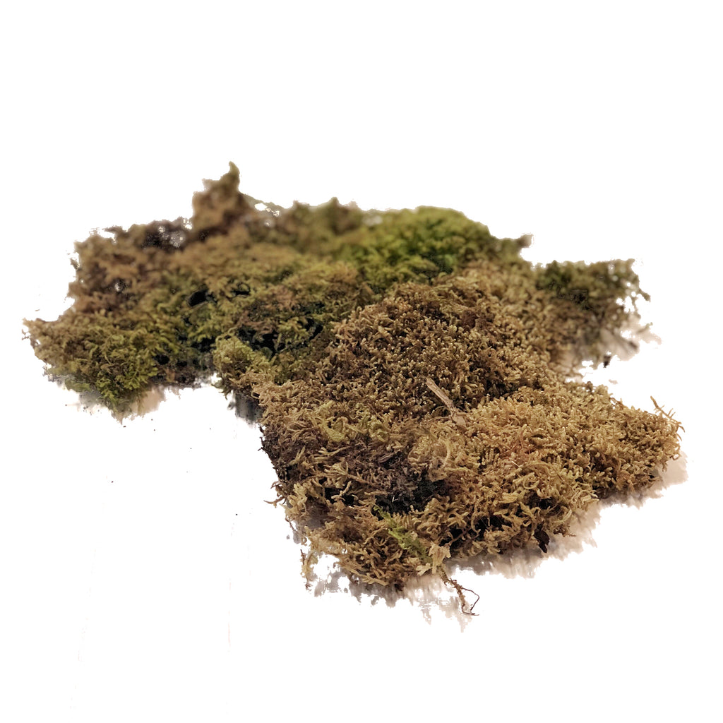 Sheet_Moss_Bloomingmore_A.jpg?v=1757446186&width=1024