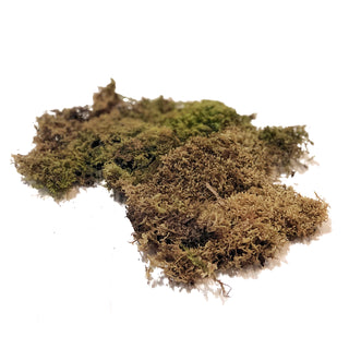 Sheet Moss Green flowers - fresh-cut flowers by Bloomingmore - ideal for weddings and floral events