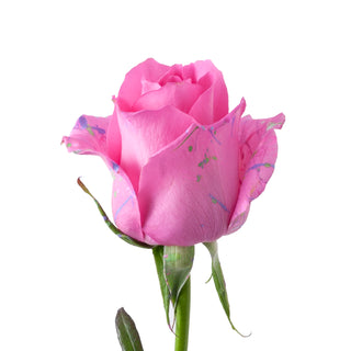 Shirley Confetti Painted Roses Pink roses - fresh-cut roses by Bloomingmore - ideal for weddings and floral events