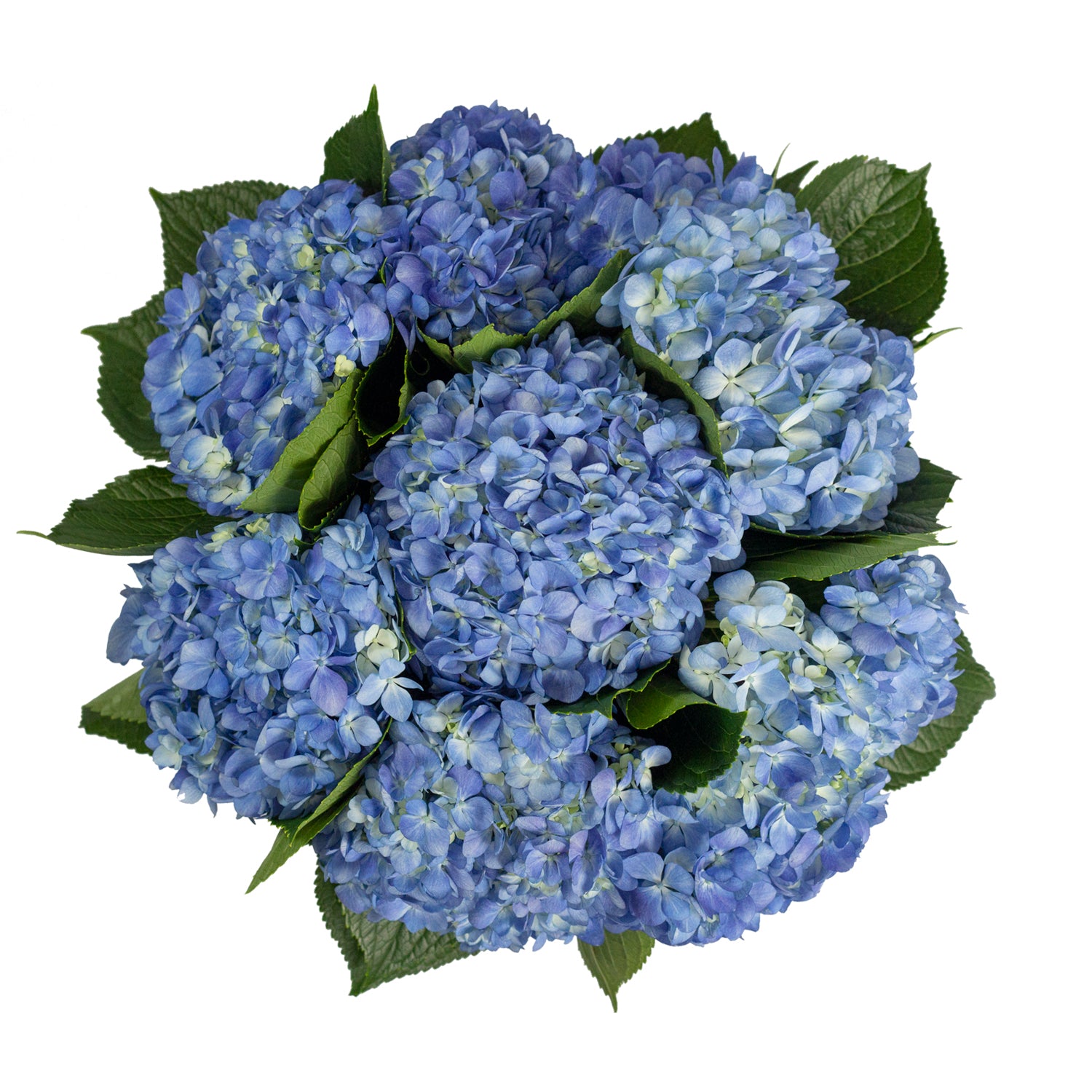Shocking_Blue_Hydrangeas_Bloom