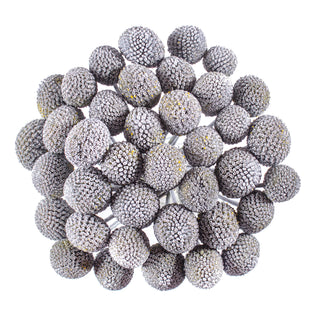 Silver Painted Craspedia Green flowers - fresh-cut flowers by Bloomingmore - ideal for weddings and floral events