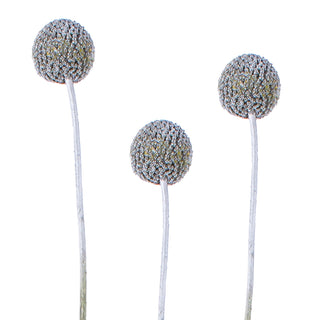 Silver Painted Craspedia Green flowers - fresh-cut flowers by Bloomingmore - ideal for weddings and floral events