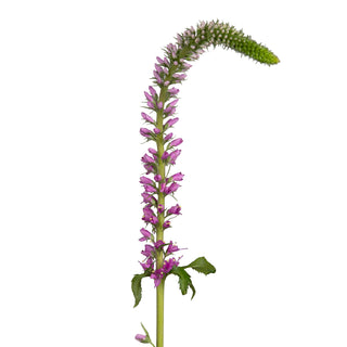 Skyler Pink Veronica Pink flowers - fresh-cut flowers by Bloomingmore - ideal for weddings and floral events