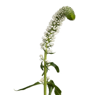 Skyler White Veronica White flowers - fresh-cut flowers by Bloomingmore - ideal for weddings and floral events