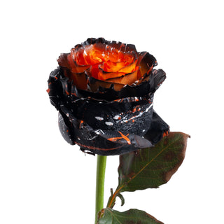 Sleepy Hollow Confetti Painted Roses Orange roses - fresh-cut roses by Bloomingmore - ideal for weddings and floral events