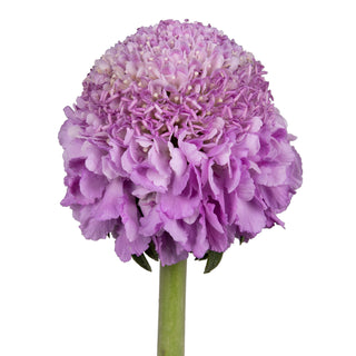 Soft Scabious Lavender flowers - fresh-cut flowers by Bloomingmore - ideal for weddings and floral events