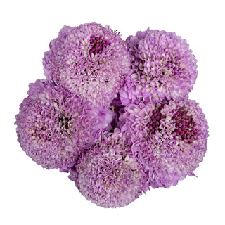 Soft Scabious Lavender flowers - fresh-cut flowers by Bloomingmore - ideal for weddings and floral events