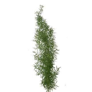 Sprengeri Fern Green flowers - fresh-cut flowers by Bloomingmore - ideal for weddings and floral events