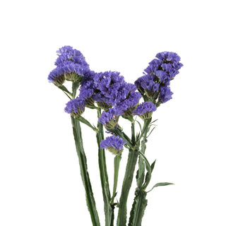 Statice Purple flowers - fresh-cut flowers by Bloomingmore - ideal for weddings and floral events