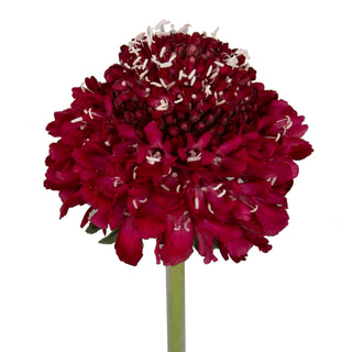 Strawberry Scabiosa Red flowers - fresh-cut flowers by Bloomingmore - ideal for weddings and floral events