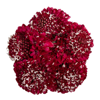 Strawberry Scabiosa Red flowers - fresh-cut flowers by Bloomingmore - ideal for weddings and floral events