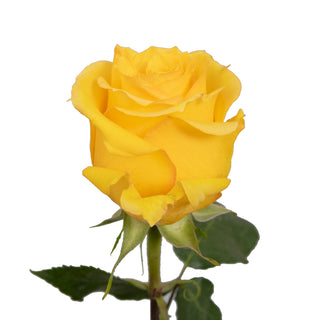 Super Sun Roses Yellow roses - fresh-cut roses by Bloomingmore - ideal for weddings and floral events