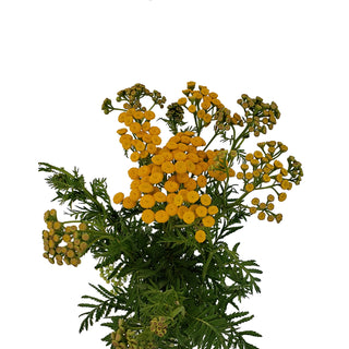 Tansy Yarrow Yellow flowers - fresh-cut flowers by Bloomingmore - ideal for weddings and floral events