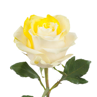 Yellow & White Tinted Roses White roses - fresh-cut roses by Bloomingmore - ideal for weddings and floral events