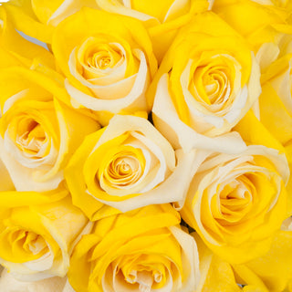 Yellow & White Tinted Roses White roses - fresh-cut roses by Bloomingmore - ideal for weddings and floral events